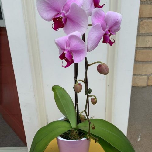 Potted Orchids